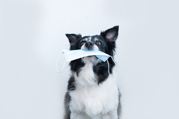 Dog holding in a mouth a surgical mask