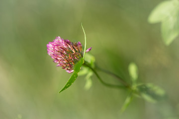 Blooming clover closeup. Beautiful trefoil flower on a green background. Medicinal plant.