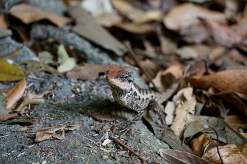 Thailand National Park Flower, trees and animals