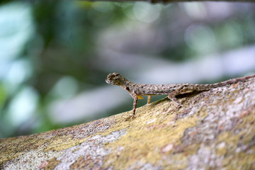 Thailand National Park Flower, trees and animals