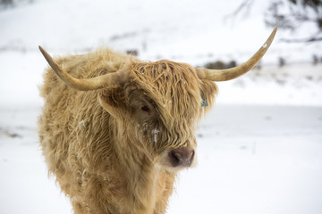 Highland Cow in the snow