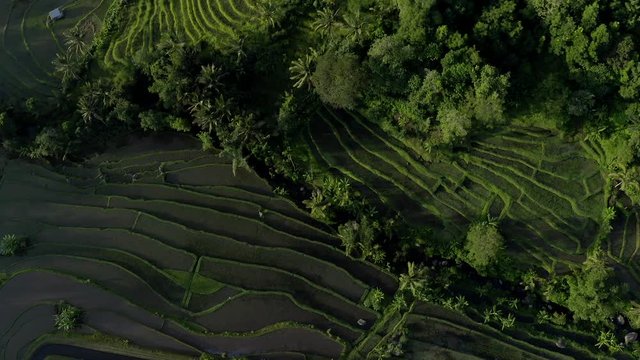 View from above, stunning aerial view of the Jatiluwih rice terrace fields during sunrise. Jatiluwih rice fields are a series of rice paddies located in Tabanan Regency, north Bali, Indonesia.