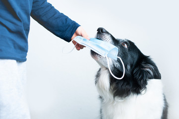 Dog giving a surgical mask to its owner. Smart border collie.