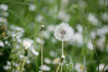 fiore Dente di Leone 