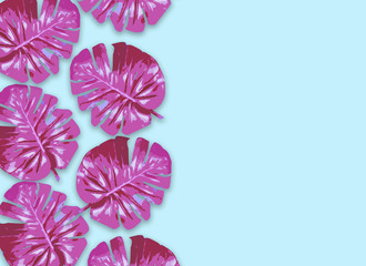 Tropical pink leaves Monstera on blue background. Flat lay, top view