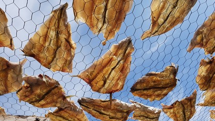 Gr&ouml;nlads vielfalt - Eisberge, Hunde, Landschaften