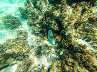 An aggressiv Surgeonfish is attacking the  intruder 