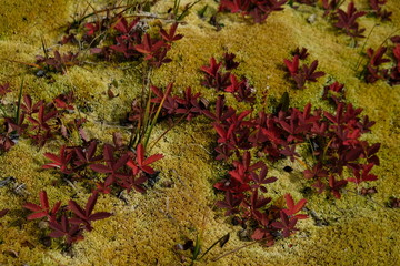 Gr&ouml;nlads vielfalt - Eisberge, Hunde, Landschaften
