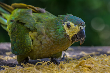 Blue-fronted amazon (Amazona aestiva) sits and eat pasta