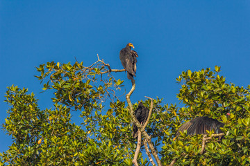 Greater yellow-headed vulture (Cathartes melambrotus) sits on top of a tree in the jungle and looks out for prey
