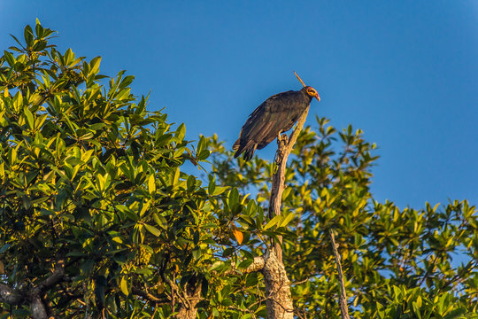 Greater yellow-headed vulture (Cathartes melambrotus) sits on top of a tree in the jungle and looks out for prey