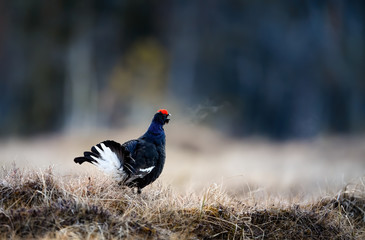 Obraz premium Norwegian black grouse at lek in spring, frosty morning