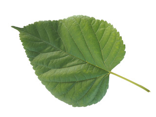 mulberry leaf isolated on white background and are used to make extracts as ingredients in...