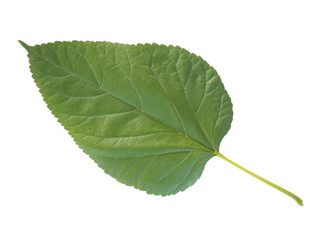 mulberry leaf isolated on white background and are used to make extracts as ingredients in cosmetics. leaves use for make tea or herbs use for health care concept and with clipping path.