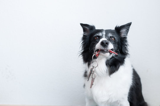 Dog holding a bunch of keys in mouth. Grinning border collie with keys.