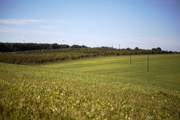 green field stretching to the horizon against the blue sky