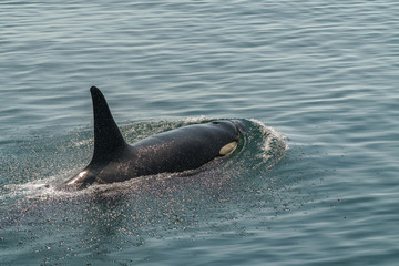 Naklejka premium 大海原を泳ぐ
