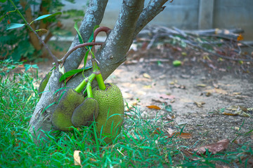 Jack fruit on the tree. The tree produce fruit near the ground. Fruit in the garden. Asian fruit.