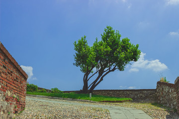 Beautiful tree on the road to the top of the hill. Brescia, Italy. Soft focus, blurry background.