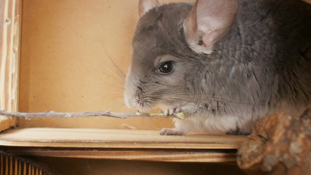 cute gray chinchilla nibbling tree branch, man feedind mouse, concept human and pet communication, rodent feeding