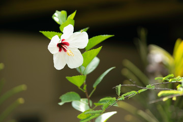 Flowers in the Garden 5