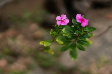 Flowers in the Garden 1