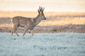 Roebuck - buck (Capreolus capreolus) Roe deer - goat