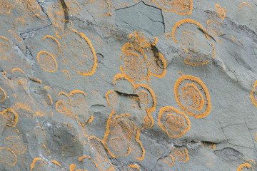 Orange lichen grew in circles on a gray stone slope