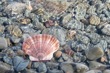 scallop shell lies among the pebbles in the sea water