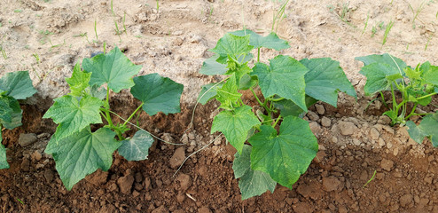 Planting organic cucumbers on a summer farm.