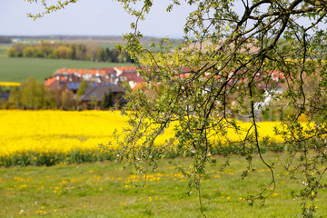 Spring landscape with branches of a flowering tree, bright yellow field and a village