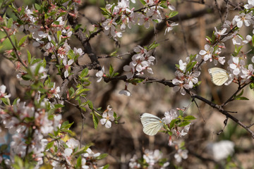 Photo of a blossoming tree of the family Rosaceae, branches covered with flowers and butterflies on them