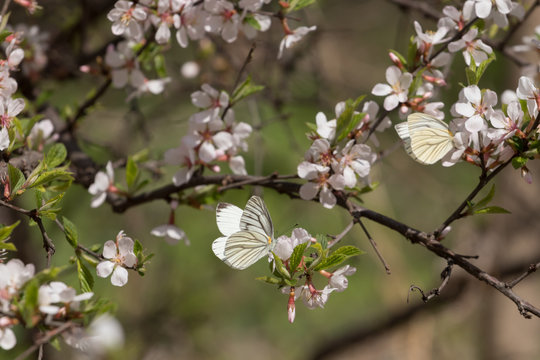 Photo of a blossoming tree of the family Rosaceae, branches covered with flowers and butterflies on them