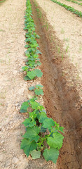 Planting organic cucumbers on a summer farm.