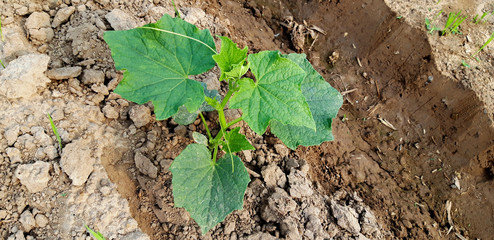 Planting organic cucumbers on a summer farm.