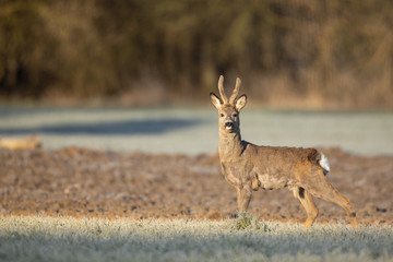 Roebuck - buck (Capreolus capreolus) Roe deer - goat