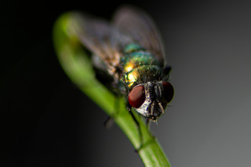 Fly
