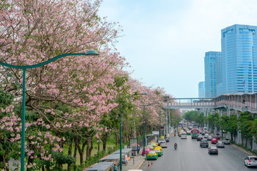 Bangkok, Thailand-April 4, 2019: Pink Trumpet tree flower know as Tabebuia rosea plant begin blooming in spring at Chatuchak park Phaholyothin road, bloossom view beside busy traffic road in cityscape