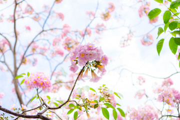 Bunch of Pink Trumpet shrub flowering tree blossom on green leaves branches and twig, under clouds and blue sky background, know as Pink Tecoma or Tabebuia rosea plant