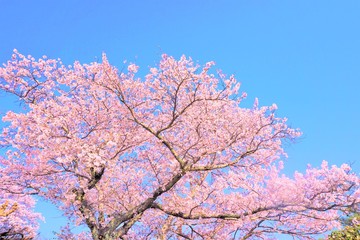 空に映える桜