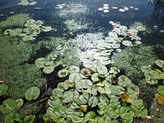 pond with water lilies