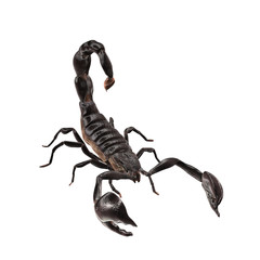 Imperial scorpio isolated on white background. Result of rendering 3d model