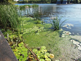 pond with water lilies