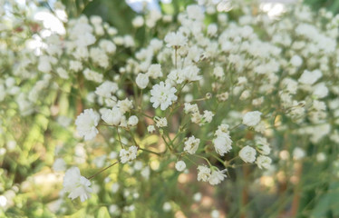 white bloosoms in yellow green blurred background