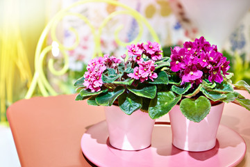 Violets in flower pots