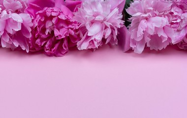 Fototapeta premium border of flowers pink peony on a pink background with a copy space