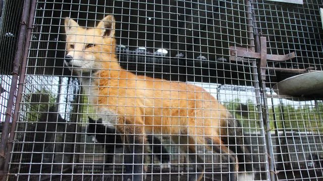 Fur farm. Red foxes in cages looking outside.