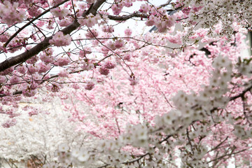 Cherry Blossom trees in spring