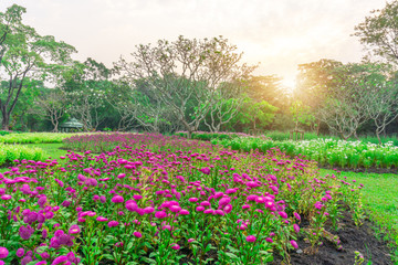 Field of colorful flowering plant on green grass lawn with group of trees in a good care maintenance garden, under sunshine and white sky in the morning