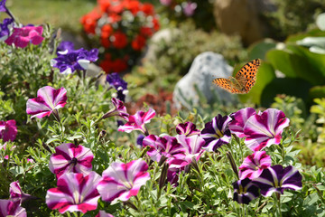 Schmetterling 657 © K.-U. Häßler